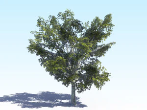 maple acer tree 03 archviz 3D Model
