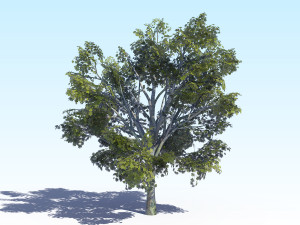 maple acer tree 03 archviz Modelo 3D
