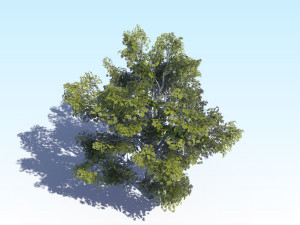 maple acer tree 03 archviz Modelo 3D