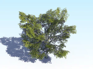 maple acer tree 03 archviz 3D Model