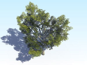 maple acer tree 03 archviz Modelo 3D