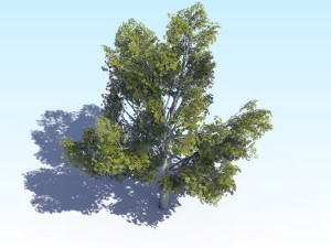 maple acer tree 03 archviz Modelo 3D