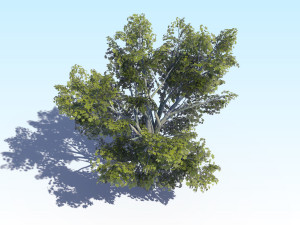 maple acer tree 03 archviz Modelo 3D
