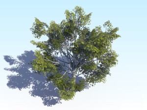 maple acer tree 03 archviz Modelo 3D