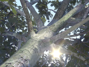 maple acer tree 03 archviz Modelo 3D