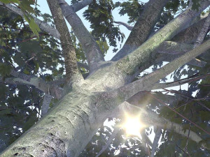 maple acer tree 03 archviz 3D Model