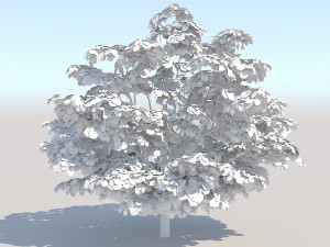 maple acer tree 05 archviz Model 3D
