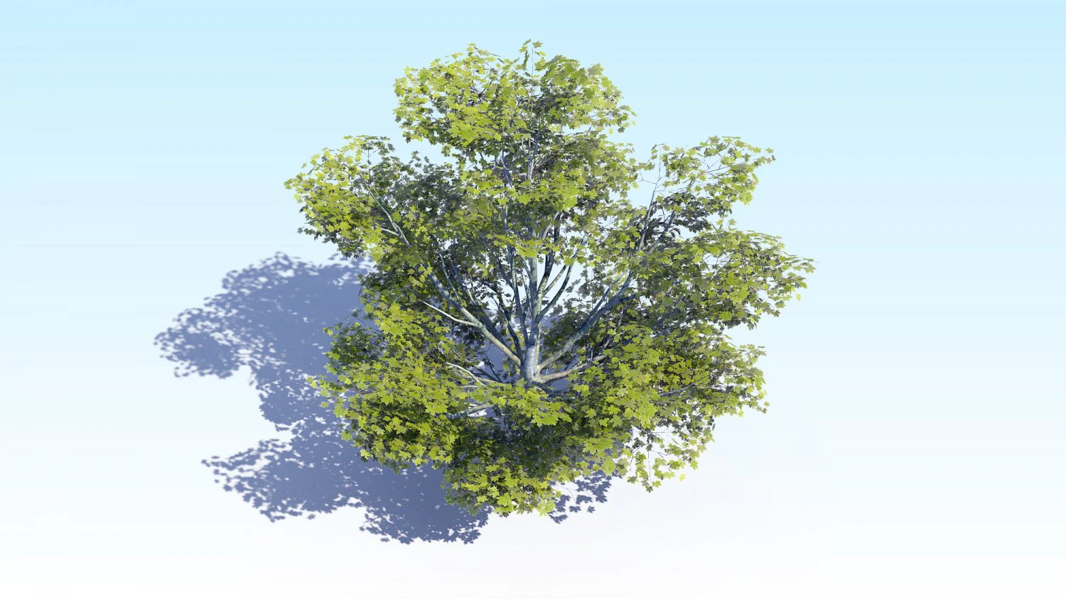 maple acer tree 05 archviz 3D Model .c4d .max .obj .3ds .fbx .stl .blend 