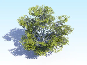 acero acer albero 05 archviz Modello 3D