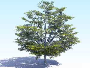 maple acer tree 05 archviz Model 3D