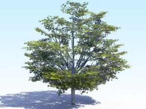 maple acer tree 05 archviz 3D Model