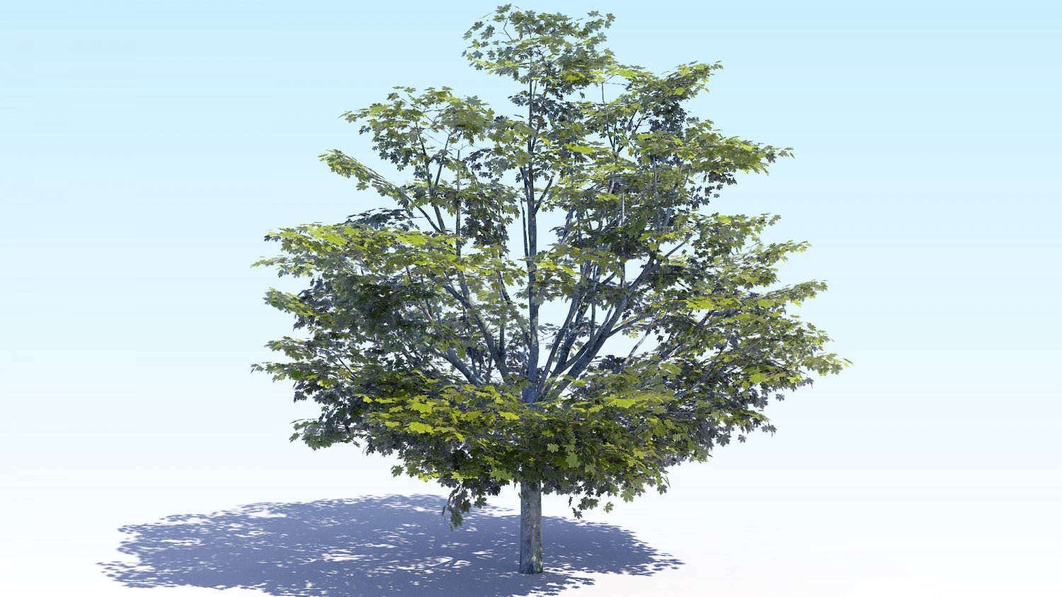 5 trees