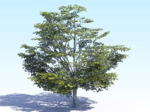 maple acer tree 05 archviz Model 3D
