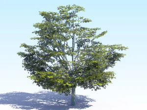 maple acer tree 05 archviz 3D Model