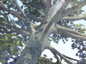 maple acer tree 05 archviz Model 3D