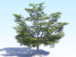 maple acer tree 05 archviz Model 3D