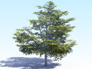 maple acer tree 05 archviz Model 3D
