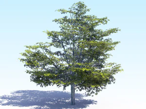 maple acer tree 05 archviz 3D Model
