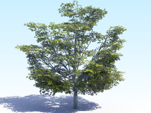 maple acer tree 05 archviz Model 3D