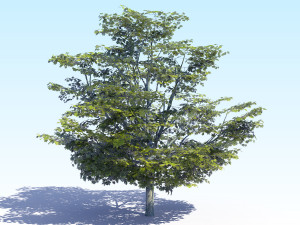 maple acer tree 05 archviz Model 3D