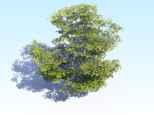 maple acer tree 05 archviz Model 3D