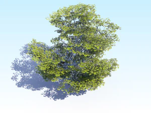 maple acer tree 05 archviz 3D Model