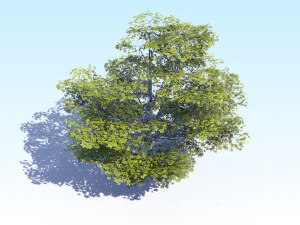 maple acer tree 05 archviz 3D Model
