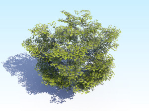 maple acer tree 05 archviz Model 3D