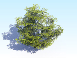 maple acer tree 05 archviz Model 3D