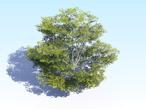maple acer tree 05 archviz Model 3D