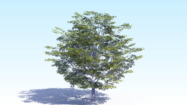 maple acer tree 06 archviz Modelo 3D .c4d .max .obj .3ds .fbx .stl .blend 