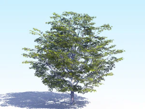 klon acer drzewo 06 archviz Model 3D