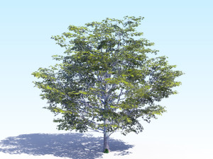 maple acer tree 06 archviz Modelo 3D