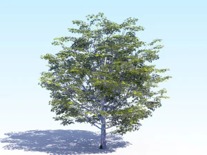 maple acer tree 06 archviz 3D Model