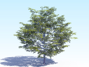 maple acer tree 06 archviz Modelo 3D