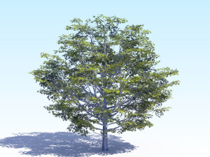 maple acer tree 06 archviz Modelo 3D