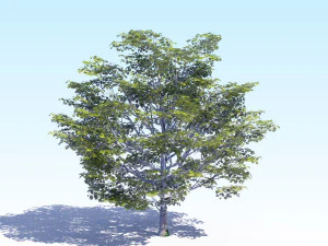 maple acer tree 06 archviz 3D Model