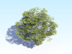 maple acer tree 06 archviz Modelo 3D