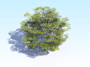 maple acer tree 06 archviz Modelo 3D