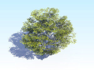maple acer tree 06 archviz Modelo 3D