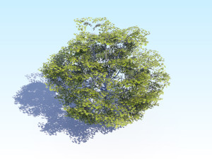 maple acer tree 06 archviz Modelo 3D