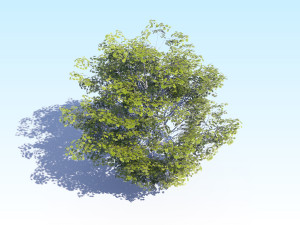 maple acer tree 06 archviz Modelo 3D