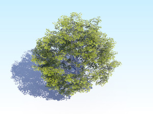 maple acer tree 06 archviz Modelo 3D