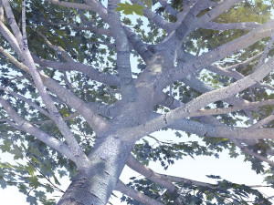maple acer tree 06 archviz Modelo 3D