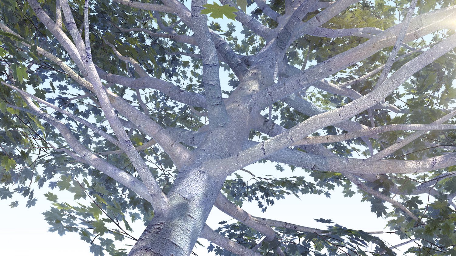 Виды деревьев 6 букв. Дерево с 6 ветками. tree acer fremani sienna. древнейшее дерево на земле 6 букв. m06 the tree.