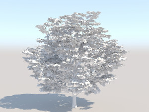 maple acer tree 06 archviz Modelo 3D