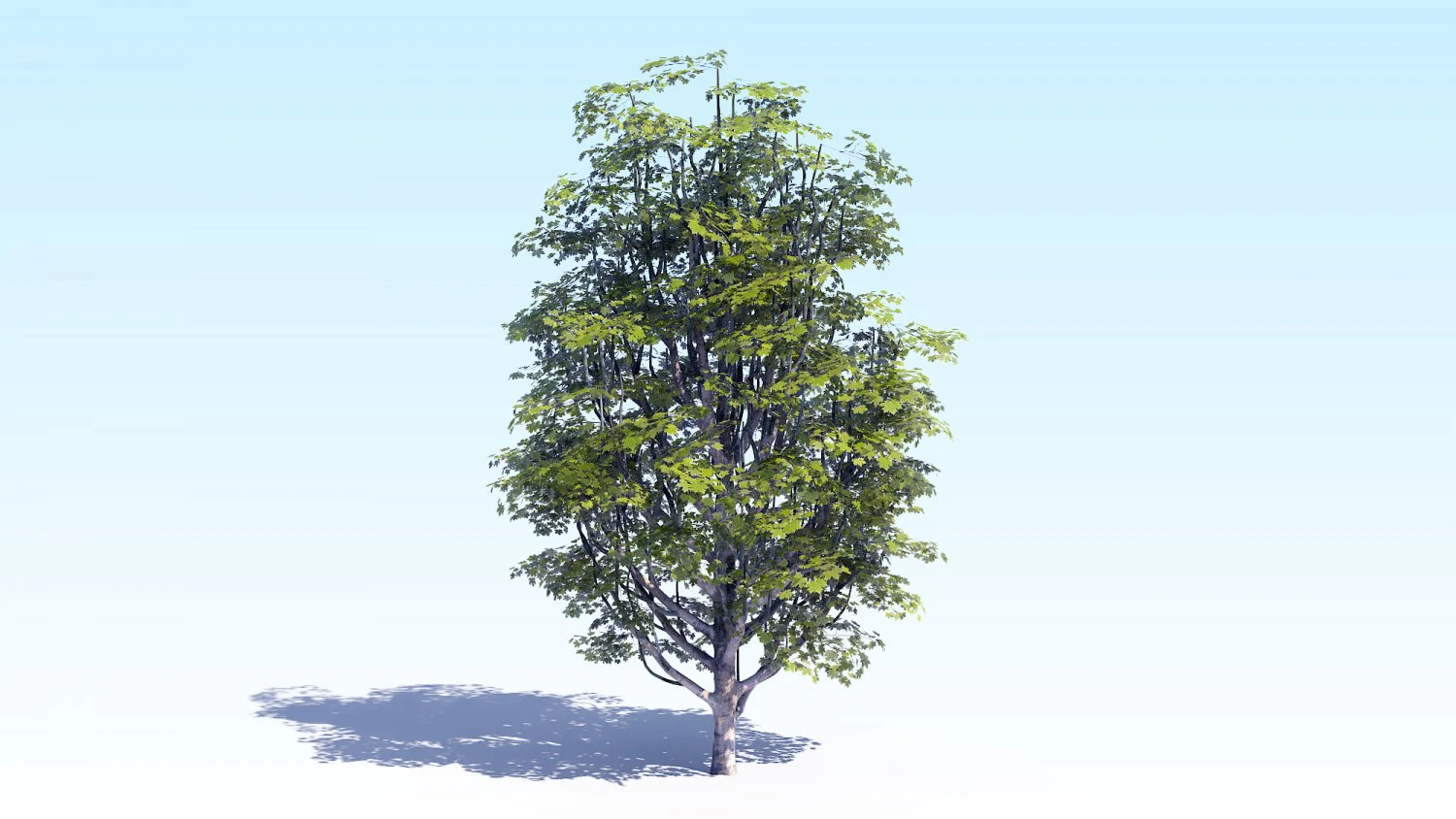 maple acer tree 07 archviz 3D Model .c4d .max .obj .3ds .fbx .stl .blend 