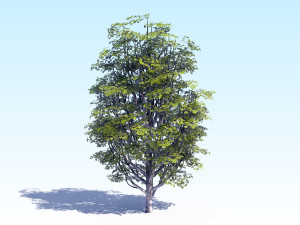 maple acer tree 07 archviz 3D Model