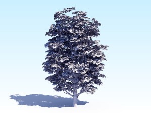 maple acer tree 07 archviz Modèle 3D