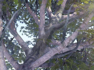 maple acer tree 07 archviz Modèle 3D